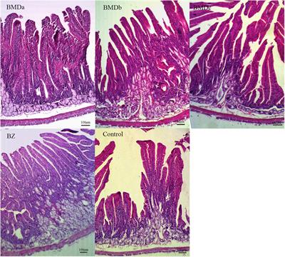 Bacitracin Methylene Disalicylate Improves Intestinal Health by Modulating Its Development and Microbiota in Weaned Rabbits